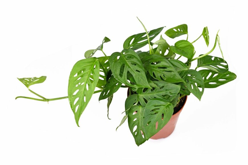 Firn/shutterstock.com