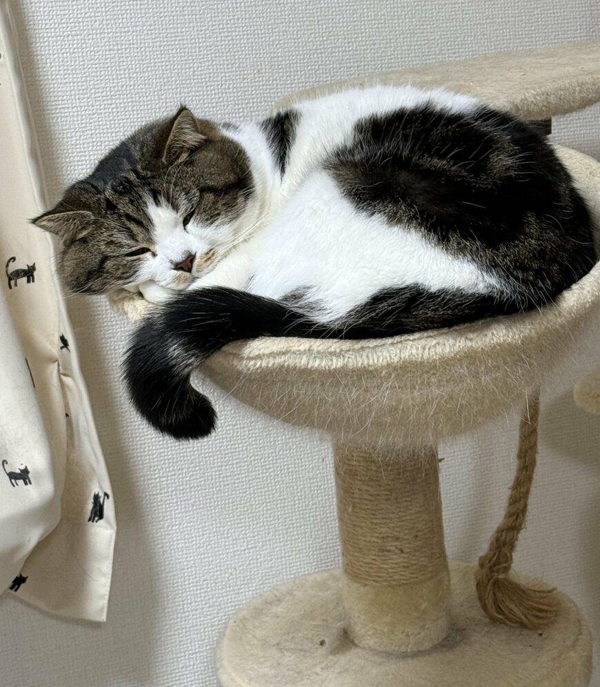 出所：@torotolo106106