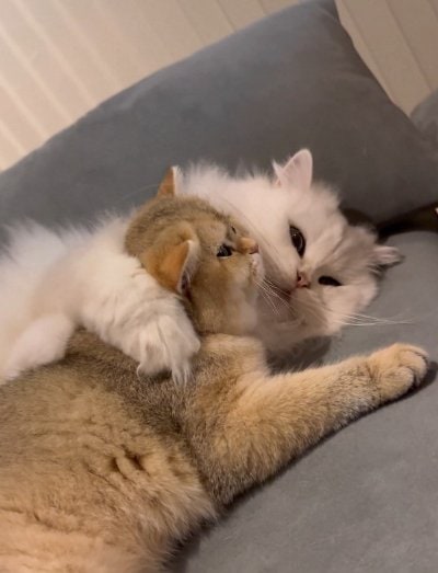 出所：@momosuikitty