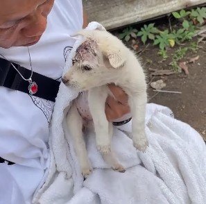 バリ島の山奥に遺棄された「おでこをケガした子犬」 保護後、見違えるほど大きく成長した姿に感動
