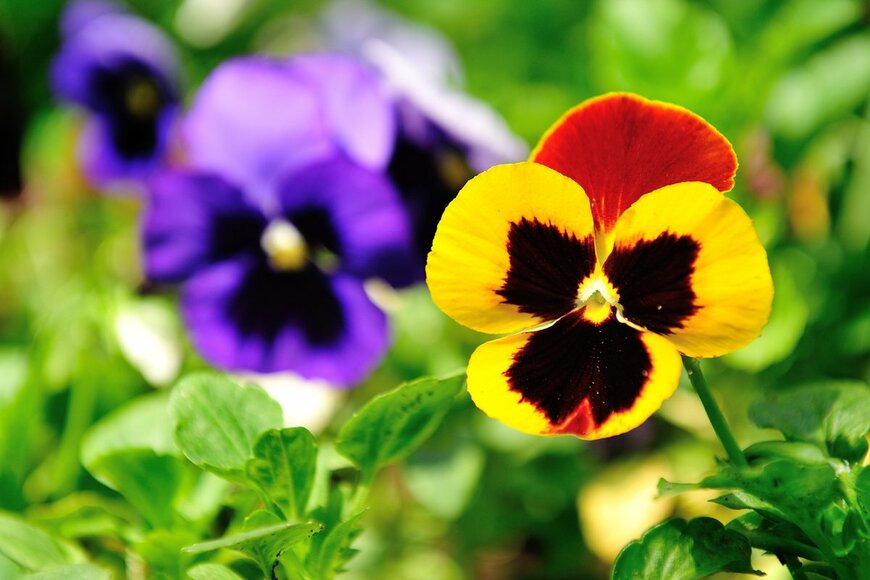 パンジー（Jordan Tan/Shutterstock.com）