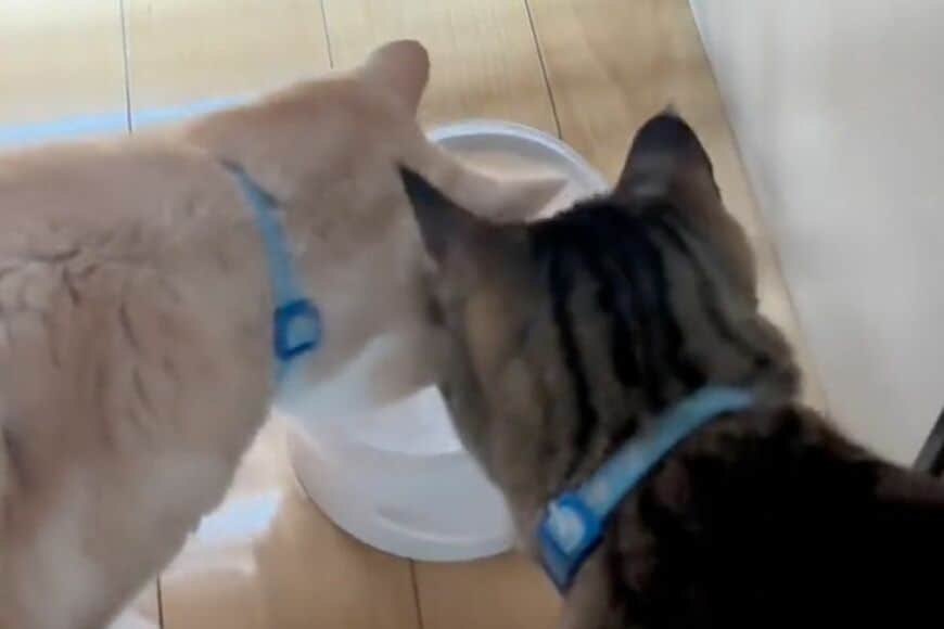 【まるで人間みたい】猫にご飯ドッキリを仕掛けると→まさかの結果に思わず笑ってしまう