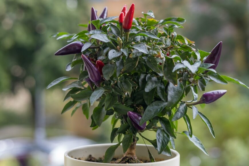 Roman Bjuty/shutterstock.com