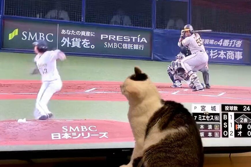 野球中継を視聴する猫　あまりにも完璧な守備に「動体視力はんぱない」