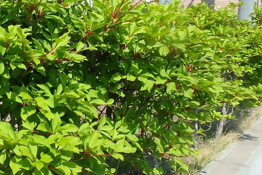 明るい緑色の葉が美しい夏のドウダンツツジ