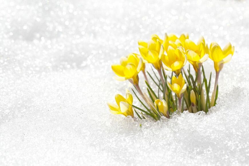 雪の中で黄色い花を咲かせている、クロッカス
