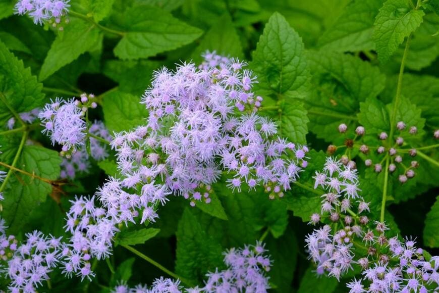 ユーパトリウム