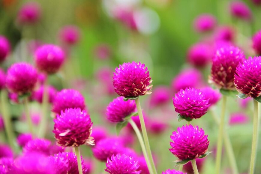 濃いピンク色のセンニチコウの花