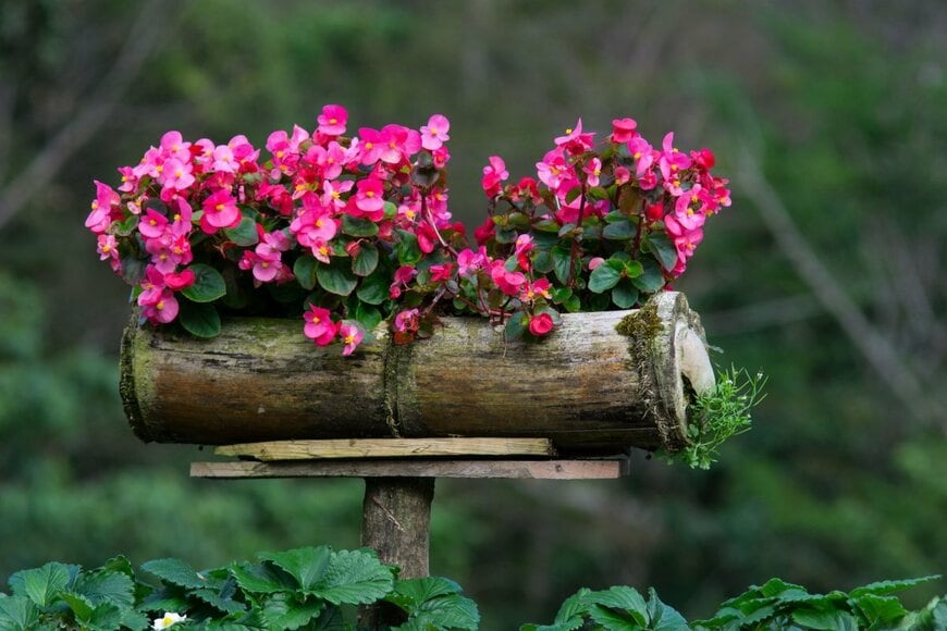 ベゴニアの花が、丸太のプランターに植えられている。花の色はピンク
