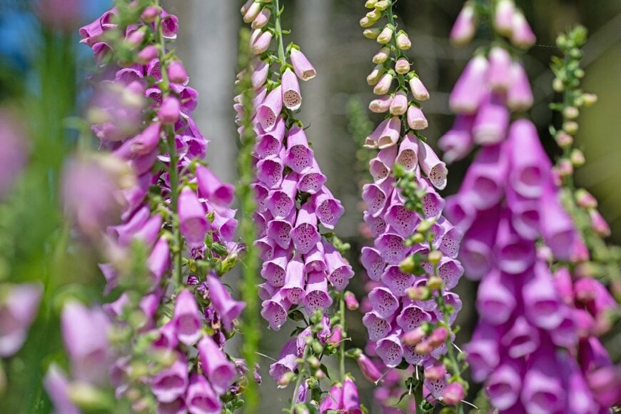 ピンクの花を穂状に咲かせているジギタリス