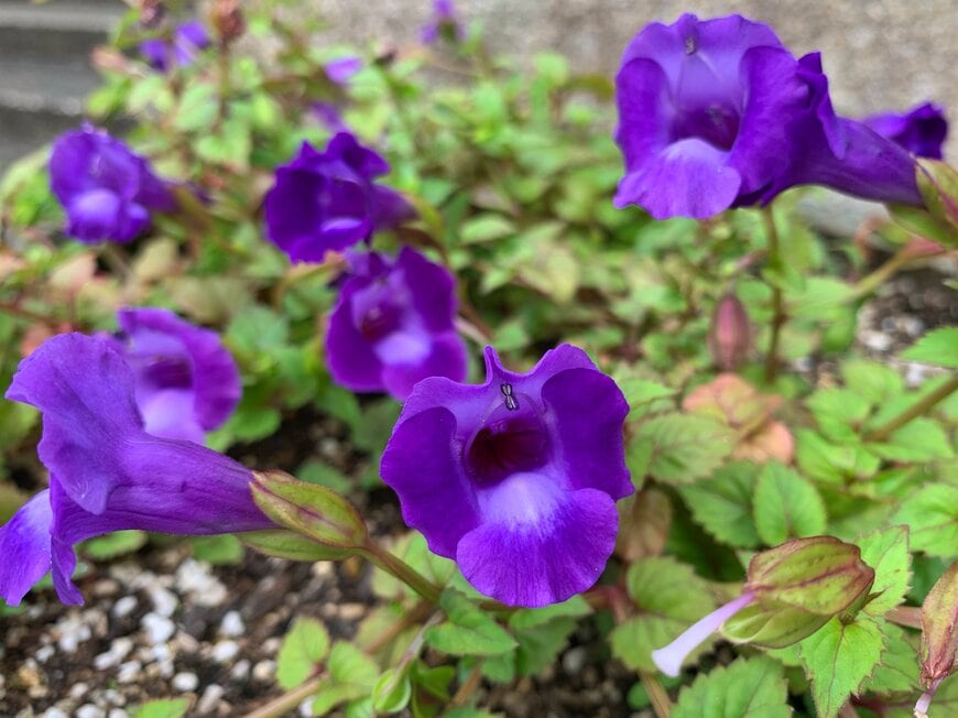 紫色の花を咲かせている、トレニア・コンカラー