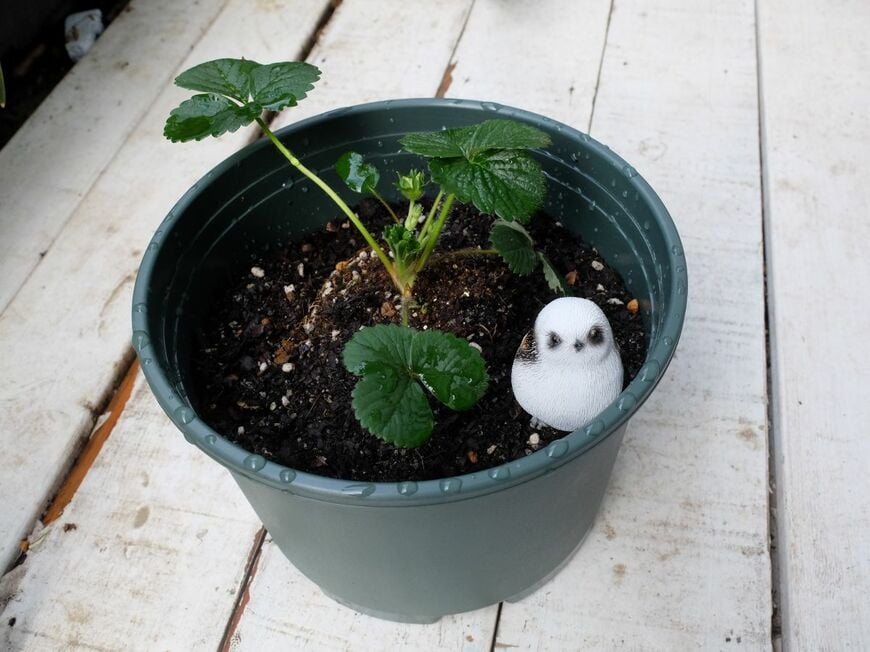 セリア、プラスチックプランター丸型大20cmレビュー写真