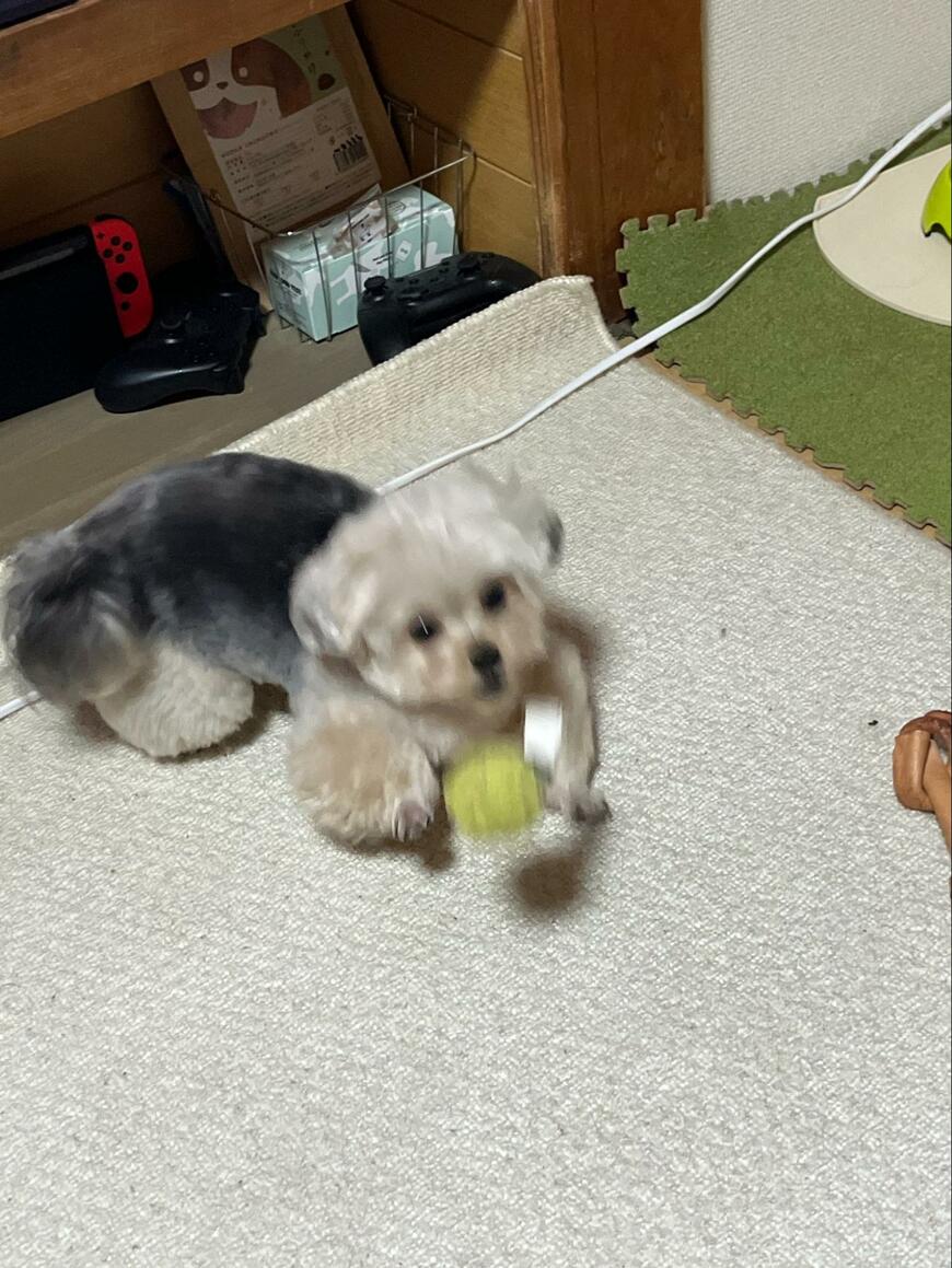 1時間半散歩した犬