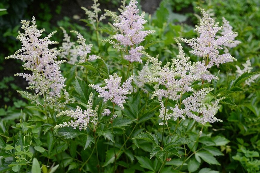 淡いピンク色の花を咲かせている、アスチルベ