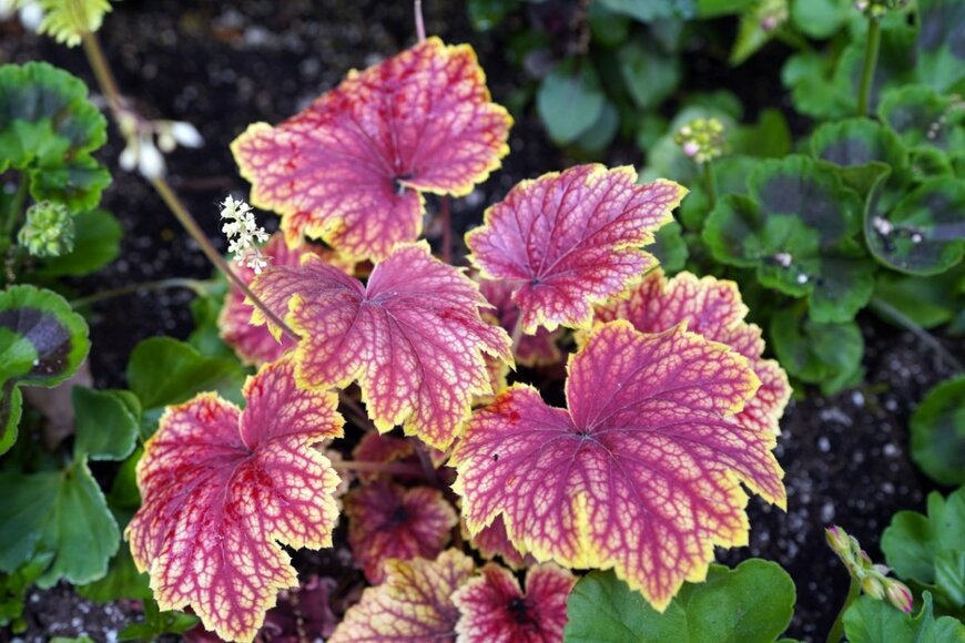 紫色の葉の縁に黄色の斑が入った、おしゃれなヒューケラ