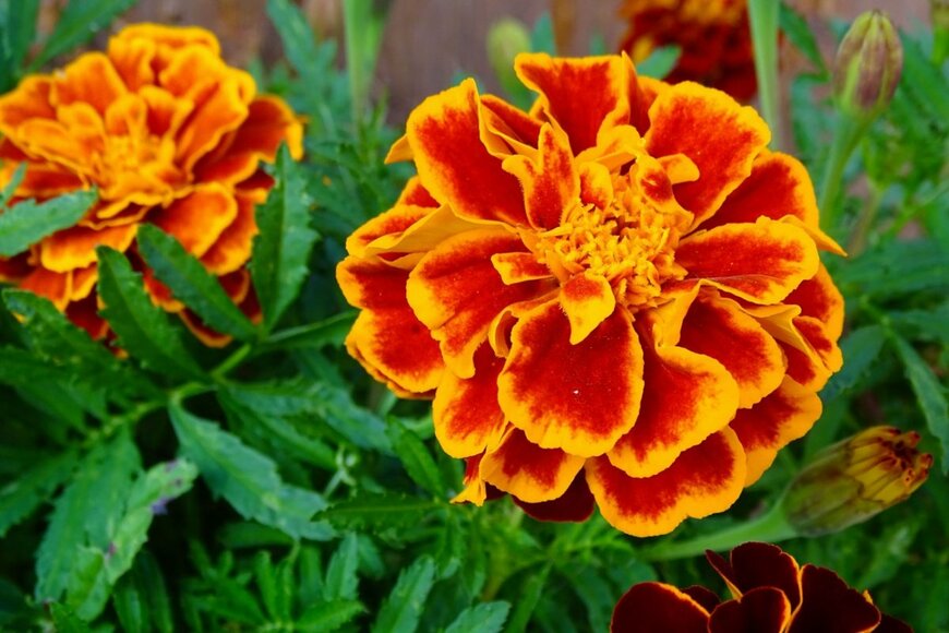 フリルのような花びらの、オレンジ色の花を咲かせているマリーゴールド