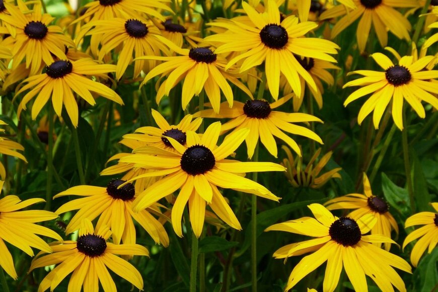 ルドベキアの黄色い花が咲いている