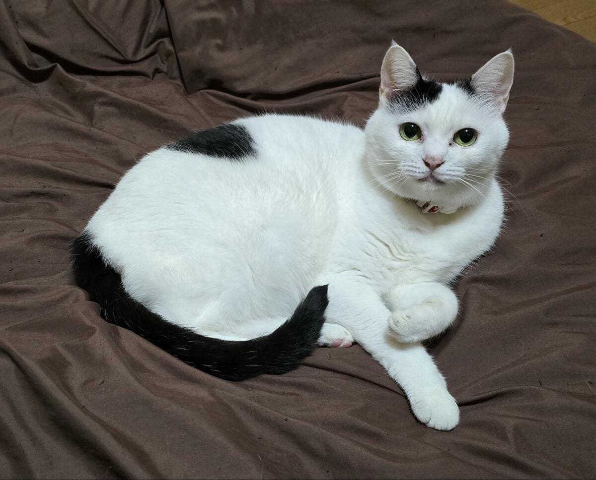 ふわふわの猫さんにカメラを向けると… 覗きに来た瞬間の顔が癒し