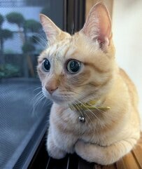 【にっこり】美猫が見せた“衝撃の笑顔”に目を疑う！母猫との対比に笑いが止まらない