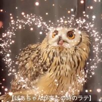 【ばあちゃんラブなフクロウ】ヌシだけになった瞬間、激おこモードに！？態度の違いが話題