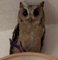 【フクロウ時計】時計の上にちょこんと鎮座するフクロウさんがかわいいと話題！