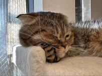 ニャンてキュートなの！猫ちゃんのモチモチほっぺに「気持ち良さそうだニャン」「めちゃくちゃ可愛い」の声続出