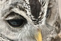 自宅で「くつろぐフクロウ」に違和感　まさかのお気に入りスポットに思わず目を疑う