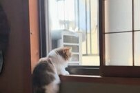 窓枠に登ろうとする猫→上手に登れず諦めていると「まさかの展開」に…