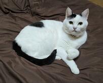 ふわふわの猫さんにカメラを向けると…　覗きに来た瞬間の顔が癒しでしかない…！