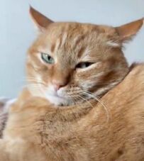 イカ耳になっている保護猫を撫でてみたら　予想外の展開に1.8万いいね