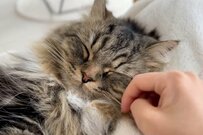 兄貴分になった先住猫さん　とろけるような甘え仕草にSNS反響