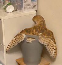 【何でそんなところに…】フクロウが着地に失敗した姿が話題　何とも言えない後ろ姿に2.4万人が同情の嵐