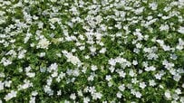 「植えてよかった」と感動！植えっぱなしで大きく育つ多年草〈フウロソウ（ゲラニウム）〉節約ガーデニングで憧れのナチュラルガーデンに