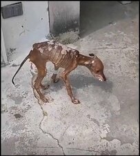 「見るたびに胸が張り裂けそうだった」骨と皮だけの子犬を保護　順調な回復ぶりにSNSで反響