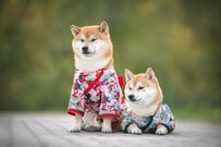 意外な結果に？！【厚生年金】「10万円未満の人」と「20万円以上の人」どちらの割合が多いと思う？