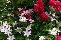 【ガーデニング】バラ＆クレマチスが美しい！オススメの組み合わせ4選、大人カワイイ雰囲気でオシャレに