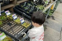 店の商品を眺める2歳児　両親と約束した「触らないで見る」を頑張る姿に24万いいね