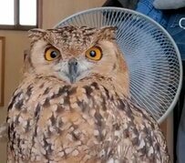 【眠たそうなフクロウ】本当に動画！？一点を見つめピクリとも動かずに睡魔と闘う！？フクロウの様子が面白すぎる！