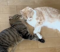 【驚き】「ニャンプロ」を始めた2匹の猫→「人間みたいな仲直り」に目を疑ってしまう