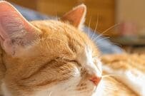 スヤスヤ眠る猫の「尻尾が落ちてるかと思った」　紛らわしい1枚にドキッとしちゃう
