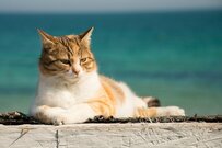 「厚生年金だけ」で月平均20万円の年金収入！そんな羨ましい人はどれぐらいか