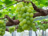 「夢のようにおいしい」マスカットを丸ごと一粒使った和菓子に感動！「夏の手土産で喜ばれる」と3.6万いいね