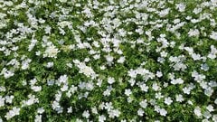 「植えてよかった」と感動！植えっぱなしで大きく育つ多年草〈フウロソウ（ゲラニウム）〉節約ガーデニングで憧れのナチュラルガーデンに