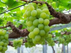「夢のようにおいしい」マスカットを丸ごと一粒使った和菓子に感動！「夏の手土産で喜ばれる」と3.6万いいね