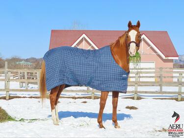 功労馬「オウケンブルースリ」を至近距離で収めた1枚 あまりの