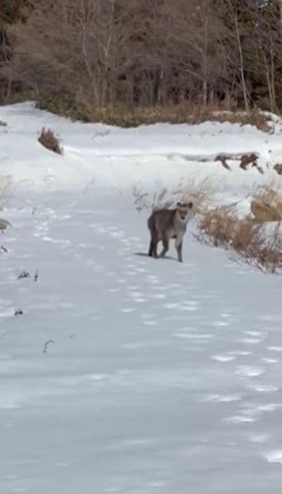 優雅な動きでこちらに近づいてくるカモシカ