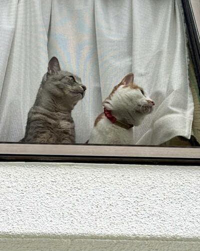 投稿の画像