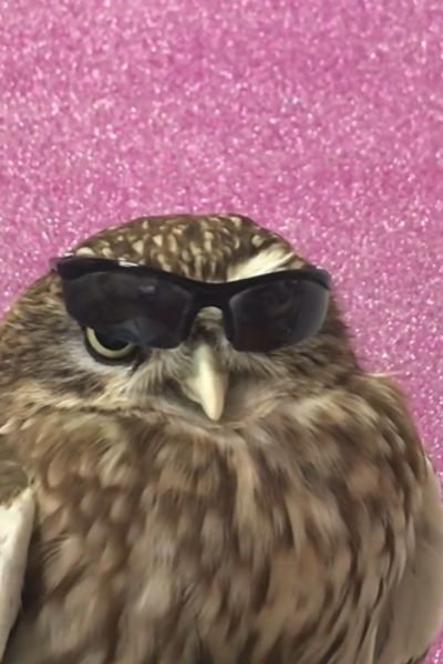 サングラスをかけるフクロウ
