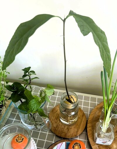 「我が家で昨年育てたアボカドです。瓶の中で根が窮屈になったら土への植え替えの検討をぜひ」
