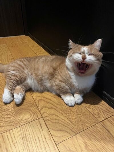 ちょこんと揃えられた足がキュートです